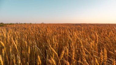 Tarım arazisi manzarasında açık mavi gökyüzü ile ılık güneş ışığında olgun altın buğday kulakları