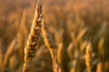 Buğday tarlasında sıcak ışıkta buğday kulağını yakın plan bulanıklaştırdı