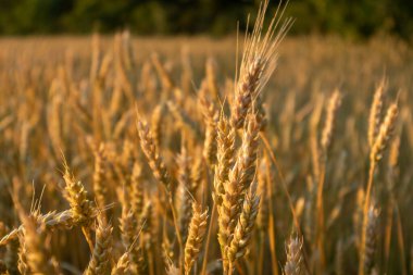 Arkaplanda bulanık yeşillik ve tarım arazisi manzarasına yakın çekim buğday tanecikleri
