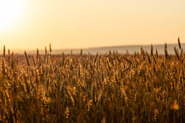 Sıcak yaz sabahında altın güneş ışığıyla buğday tarlası ekinleri