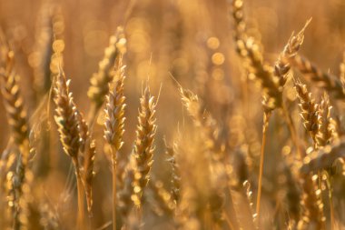 Olgun buğdayın yakın planında, yumuşak, bulanık arka planda, ılık güneş ışığında parlayan