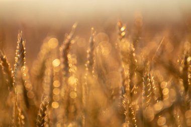 Gün ışığında yakın çekim buğday kulakları ve yumuşak kırsal zemin ile huzurlu tarım sahnesi