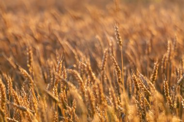 Güneşli buğday tarlasında altın buğday yumuşak sabah ışığında bulanık tarlada