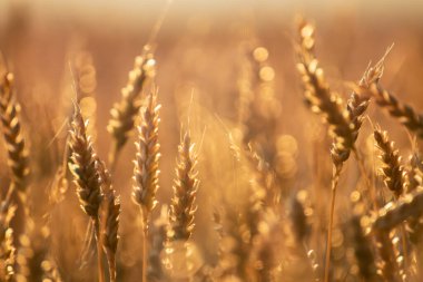 Altın buğday kulakları güneş ışığında bulanık, yumuşak odaklı arka planda