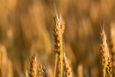 Olgun buğday kafa yakın çekim güneşli tahıl tarlasında altın ışıkta bulanık tarla arka planıyla