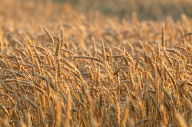 Güneşli buğday tarlasında olgunlaşmış buğday. Altın saat ışığında. Arkasında da bulanık tarla.