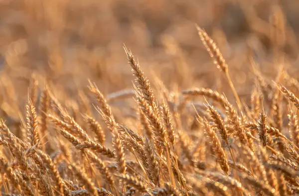 Olgun buğday kulaklarının altın güneş ışığı altında parıldadığı yakın çekim görüntüsü. Arkası rüya gibi bulanık.