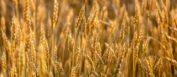 Altın buğday ekinleri güneşli arazide panoramik manzara