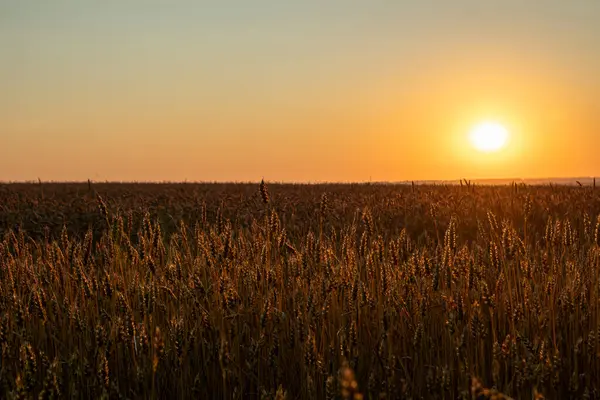 Olgun buğday ekinlerinde parlayan altın gündoğumu güneşi tarım arazisi manzarasında