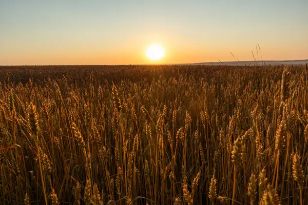 Buğday tarlalarının üzerinde güneş doğarken olgunlaşmış buğday tarlaları altın ışıkta yükseldi.