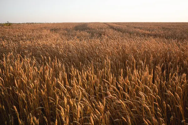Olgun buğday ürünleri ılık ışıkta, tarım arazisi manzarası berrak gökyüzü