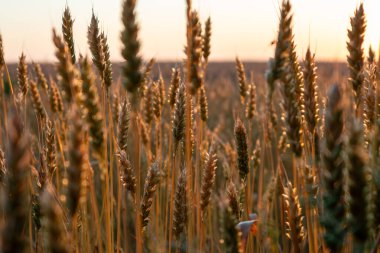 Sabahın erken saatlerinde sıcak güneş ışığında buğday kulaklarını kapat.
