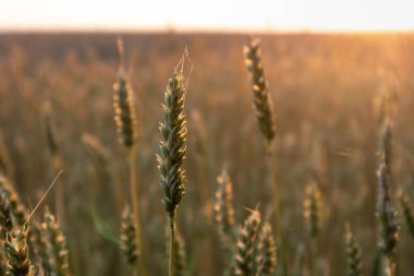 Tarım alanında buğday kulağı, arka planda bulanık olan ılık güneş ışığına yakın çekim