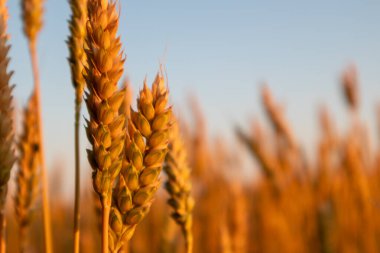 Buğday, mavi gökyüzü arkaplanlı yaz tarlasında, altın sabah ışığında yakından yükselir.