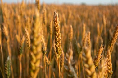 Buğday, yaz mevsiminde sabah ışığında seçici odak bulanıklığıyla detayları karıştırır.