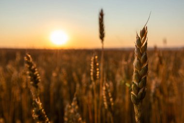 Altın sabah güneşi buğday başaklarının üzerinde parlıyor. Ziraat sahasında yakın plan.