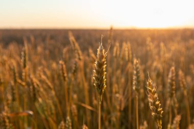 Bulanık alan arka planında altın yaz güneşinde buğday sıçraması