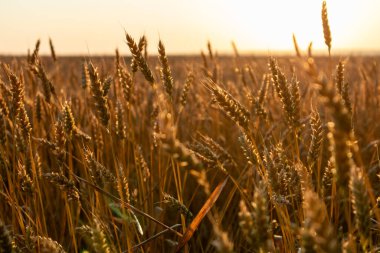 Olgun buğday mahsulleri açık güneşli gökyüzü ile tarım arazisi manzarasına yakın çekim yapar.