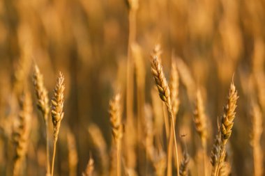 Kırsal buğday tarlasının yumuşak, bulanık arka planıyla ılık sabah ışığında parlayan olgun buğday kulağının yakın çekimi