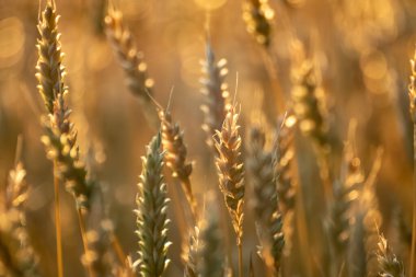Kırsal buğday tarlasının bulanık arka planında sıcak ışıkta parlayan altın buğday taneleri