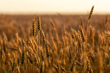Açık güneşli gökyüzü ile tarımsal alanda yetişen altın buğday.