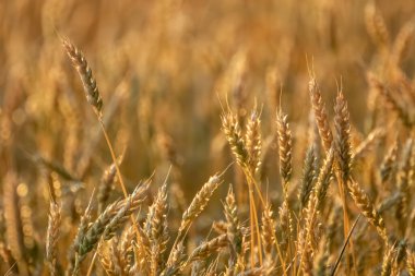 Güneşli tarlalarda altın buğday artışı, doğal ışık ve sığ tarlalar.