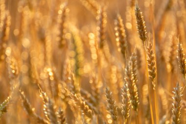 Olgun buğday tarlası, bulanık, yumuşak odaklı arka planla altın saat ışığında yakın plan.