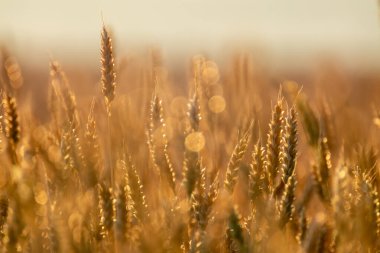 Yaz ışığında buğday, sıcak tonlu ve doğal bulanık sivri uçların yakın çekim ayrıntıları.