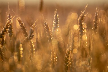 Olgun buğday tarlada yetişiyor. Altın saat ışığında. Bulanık yumuşak odaklı arka planda.
