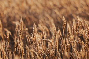 Yaz ışığında buğday, sıcak tonlarda sivri uçlar ve doğal bulanıklık.