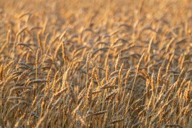 Güneşli tahıl tarlalarında altın buğday Sabah ışığında, tarım dokuları
