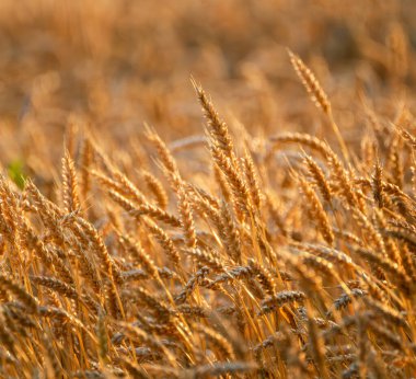 Sabah ışığında altın buğday desenleri ve tahıl dokusu. Arkasında bulanık tarla var.