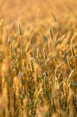 Altın güneş ışığı alanındaki buğday çivileri yumuşak bulanık alan dikey görüntüsüyle