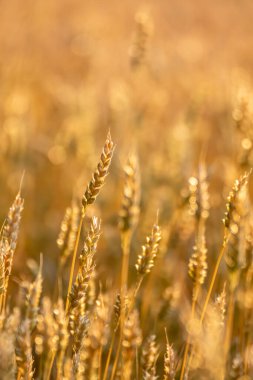 Dikey çerçevede güneş ışığı alan buğday kulakları, altın tanecikleri tarlasında parlıyor.