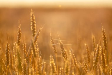 Altın olgunlaşmış buğday tarlası dokusu güneşte parlıyor ve arkasında rüya gibi bir bulanıklık var.