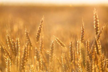 Tarım arazisinde altın tonlarda günışığı buğday kulakları