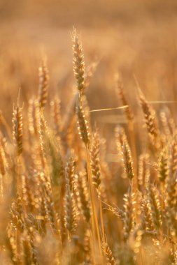 Güneş ışığındaki buğday artışıyla dikey tarım alanı sahnesi, barışçıl ve hasat temalı