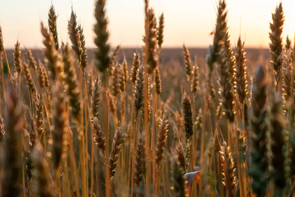 Sabahın erken saatlerinde sıcak güneş ışığında buğday kulaklarını kapat.
