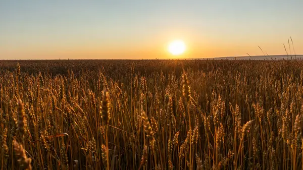 Buğday tarlası yaz manzarası. Sabah güneşi olgunlaşmış buğday kulakları üzerinde parlıyor.