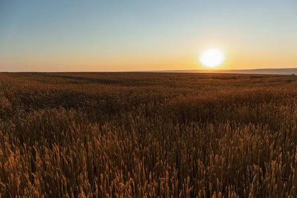 Buğday tarlası manzaralı. Sabah güneşi olgun arpa ekinlerinde parlıyor.
