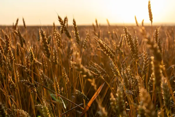 Olgun buğday mahsulleri açık güneşli gökyüzü ile tarım arazisi manzarasına yakın çekim yapar.