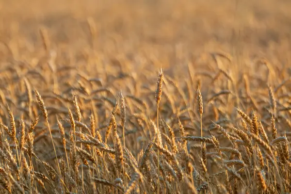 Yaz mevsiminde altın buğday dalları olgunlaşmış tarlalarda bulanık tarlalarda