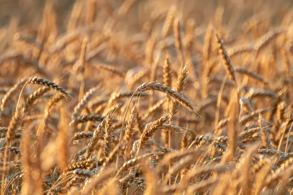 Buğday başlarının altın saat ışığında, yumuşak bokeh tarlasının arkasında detaylı görüntüsü