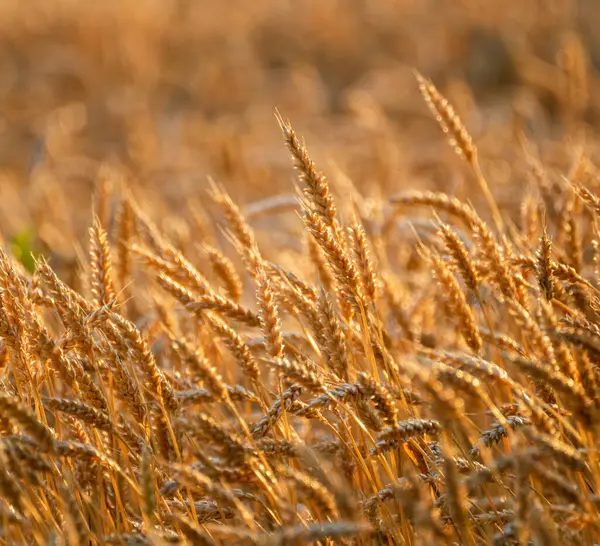 Sabah ışığında altın buğday desenleri ve tahıl dokusu. Arkasında bulanık tarla var.