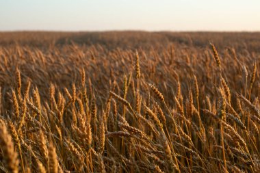 Olgun buğday ekinleri, yakın çekim tarla ufku berrak gökyüzü