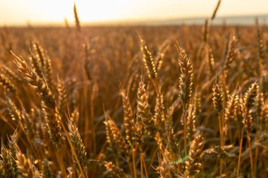 Buğday ekinleri sabah güneşinde tarımsal alanda parlıyor.