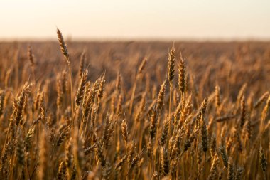 Tohum tarlası manzarasında açık güneşli gökyüzü ile olgunlaşmış buğday yakın çekim