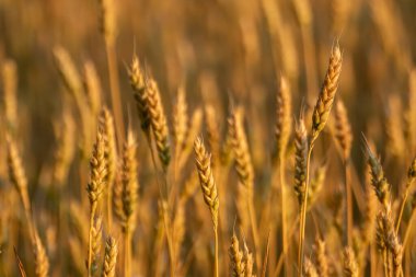 Kırsal buğday tarlasının yumuşak, bulanık arka planıyla ılık sabah ışığında olgunlaşmış buğday kulakları