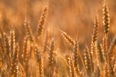 Buğday kulakları sahada altın saat ışığında, bulanık, yumuşak odaklı arka planda.