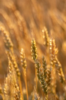 Buğday tanelerinin dikey yakın çekimi altın güneş ışığı altında ve arkasında yumuşak bulanık bir alan var.